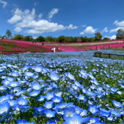 🌸 하치오지야마 공원 (오타시 호쿠부 운동 공원)